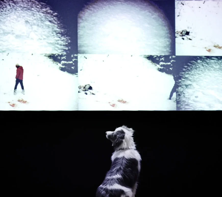 In bocca al lupo, de Judith Zagury et ShanjuLab